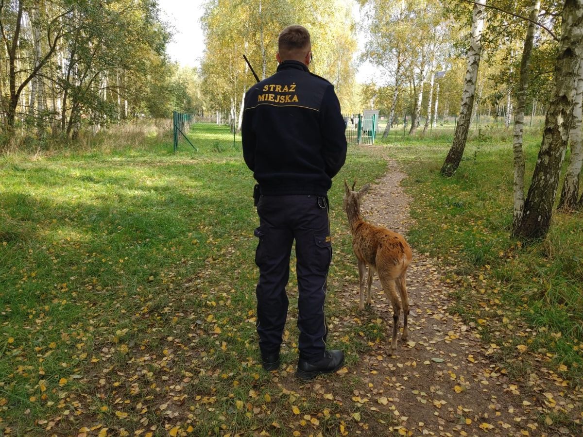 Jelenia Góra: Strażnicy z pomocą dla zwierząt