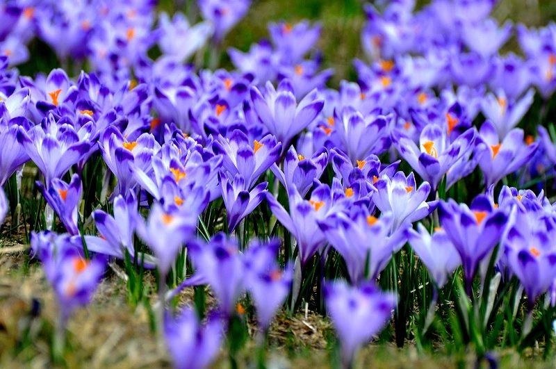 Lubań: Będzie kwietny dywan