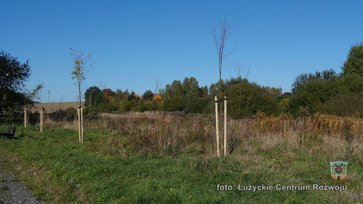 Lubań: Lipy dla pszczół