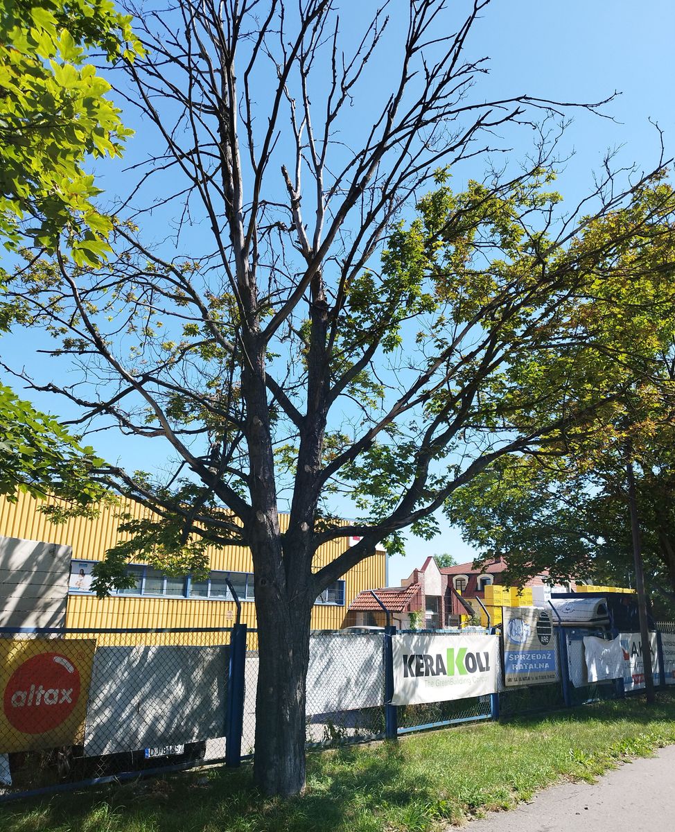 Jelenia Góra: To drzewo trzeba wyciąć