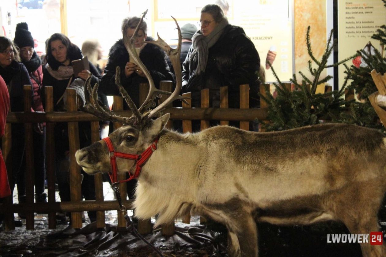Lwówek Śląski: Renifery na jarmarku