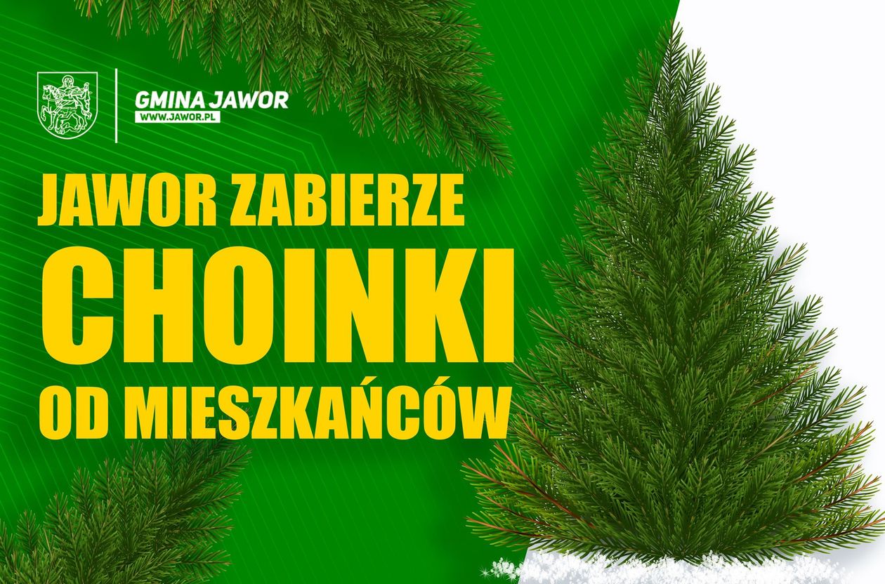 Jawor: Zabiorą choinki