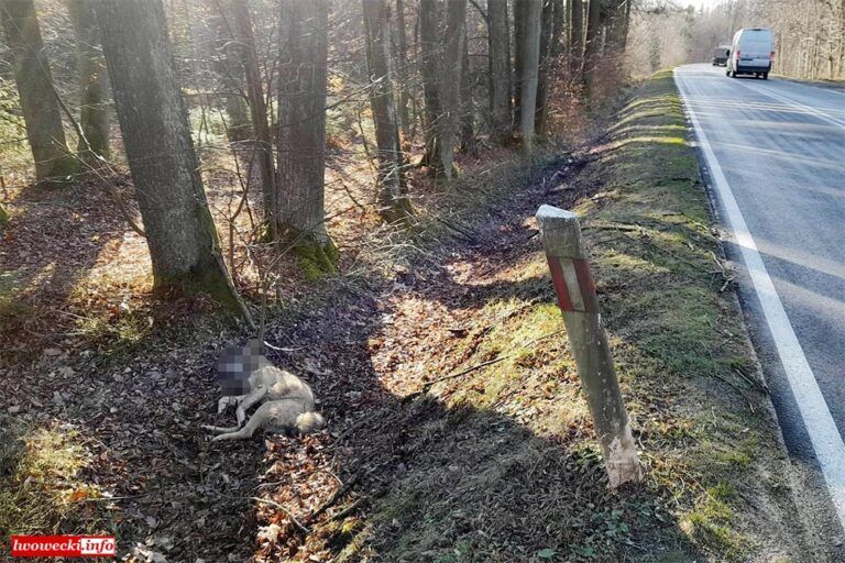 Lwówek Śląski: Ciało wilka w rowie