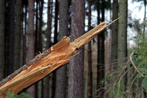 Powiat: Strażacy usuwają skutki wichury