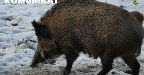 Zgorzelec: Uwaga na dziki