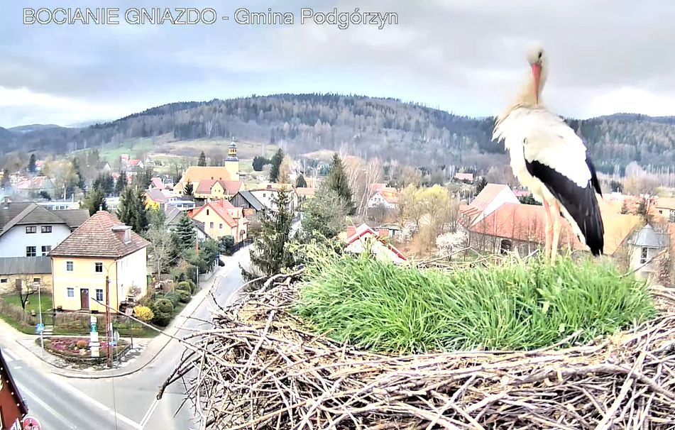 Podgórzyn: Z wizytą w bocianim domu