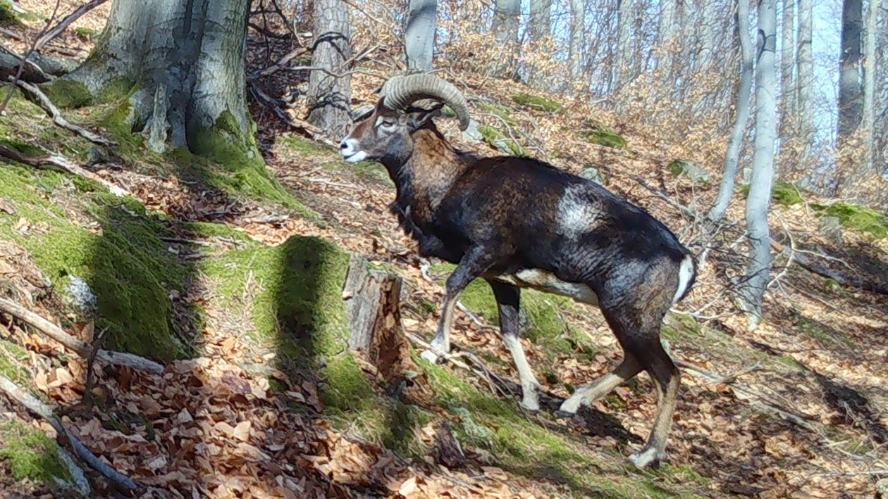 Karkonosze: Muflony znikną z Karkonoszy?