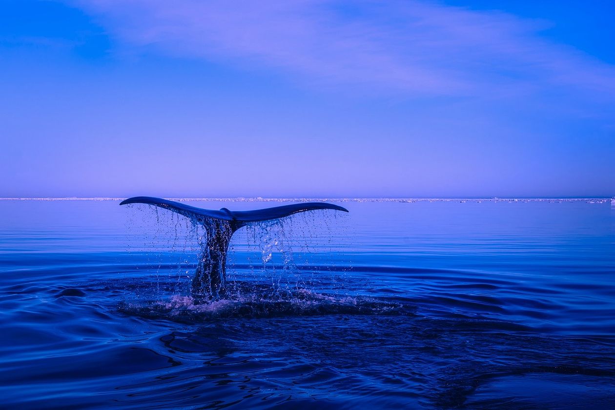 Polska: Dzień Oceanów