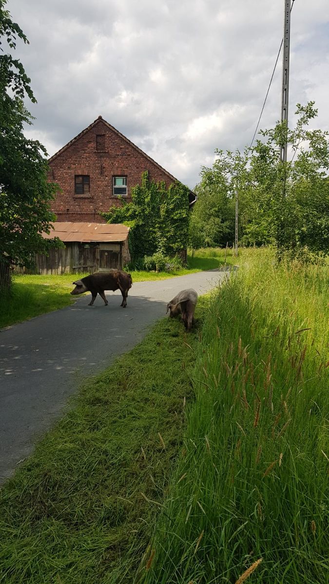 Mirsk: Czyje to świnie?