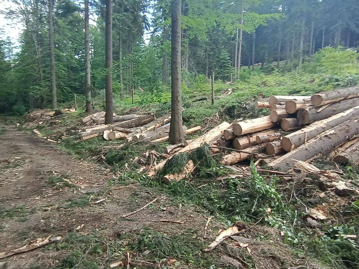 Przesieka: Czytelnik: Okaleczony las w Dolinie Czerwienia