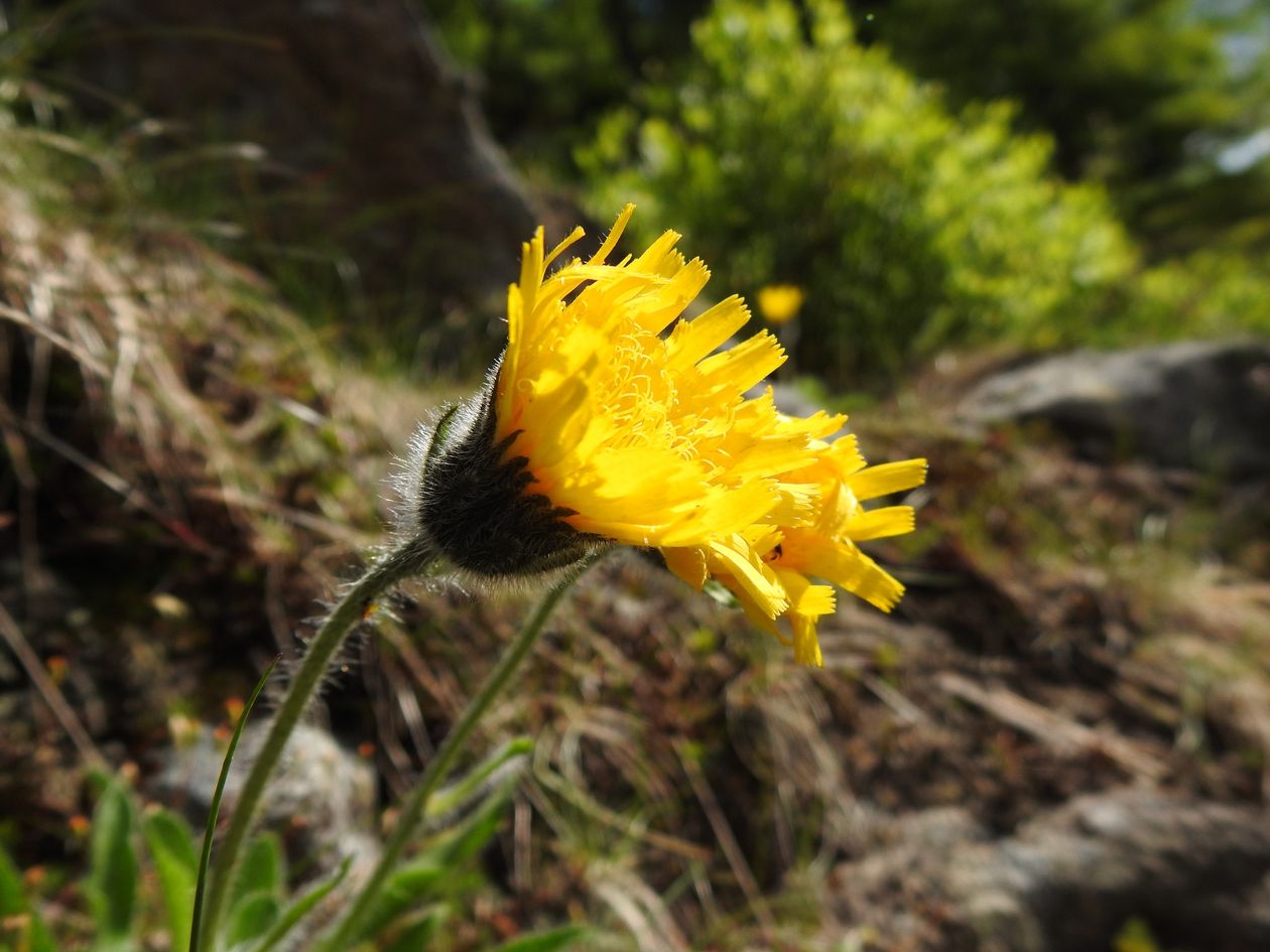 Powiat: Botaniczne odkrycie w Karkonoszach