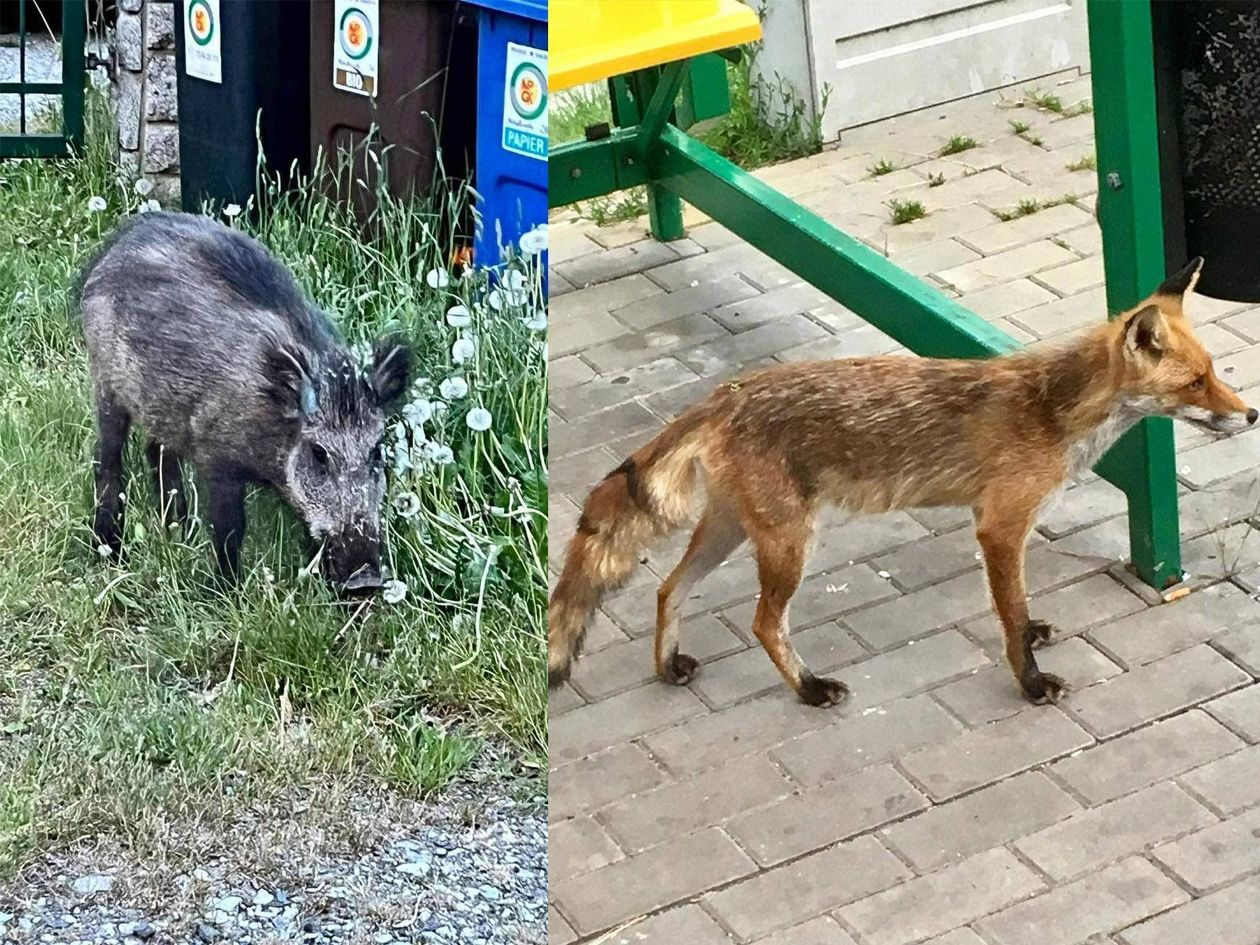 Jelenia Góra: Goście z lasu w mieście