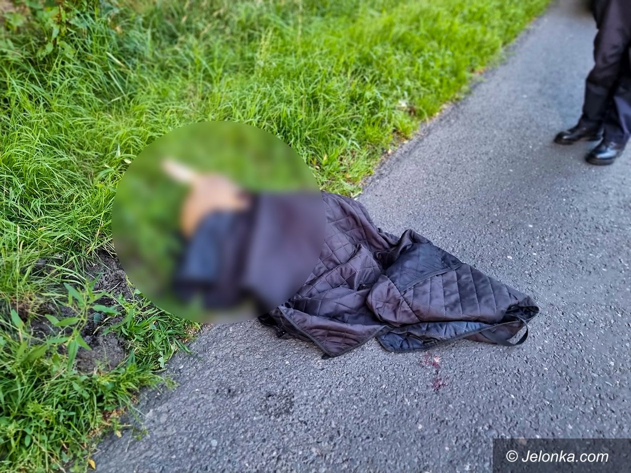 Jelenia Góra: Ktoś potrącił jelonka. Nie udało się go uratować