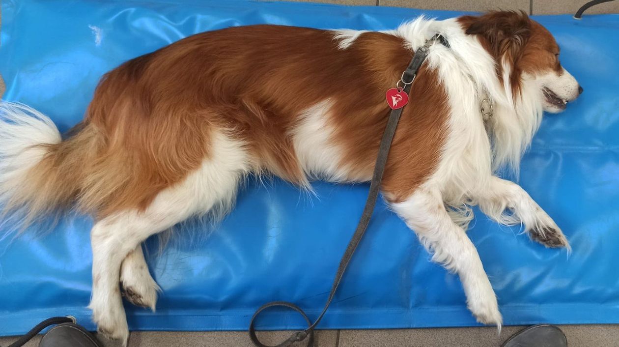 Jelenia Góra: Pomagamy: Rocky