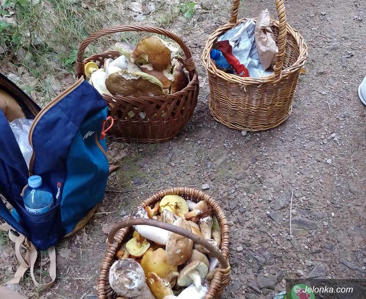 Region: Jak grzyby po deszczu