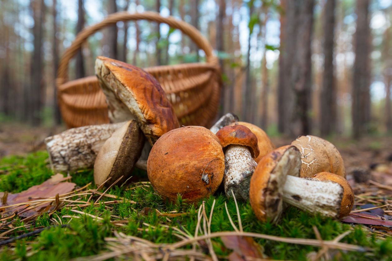 Region: Grzybowa ruletka