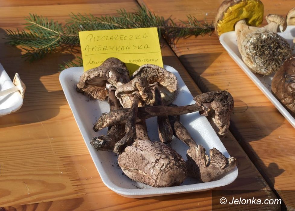 Jelenia Góra/Cieplice: Grzybowa sensacja