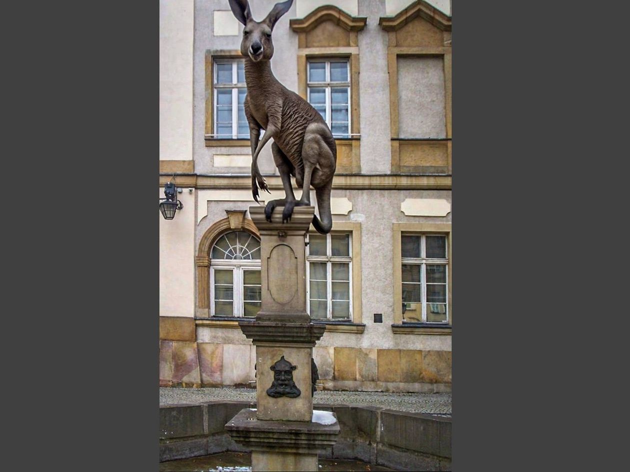 Jelenia Góra: Kangur zamiast Neptuna