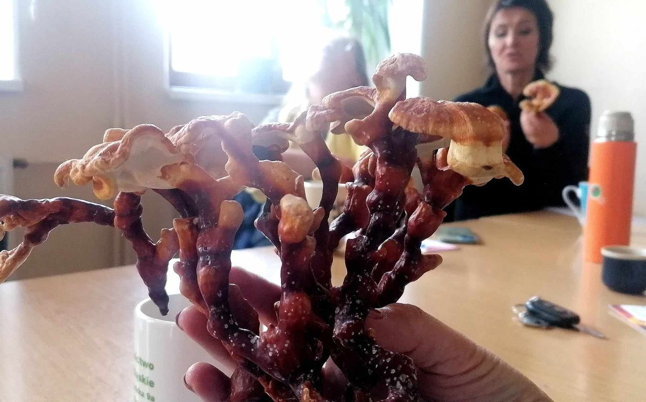 Szklarska Poręba: Uprawiali grzyby