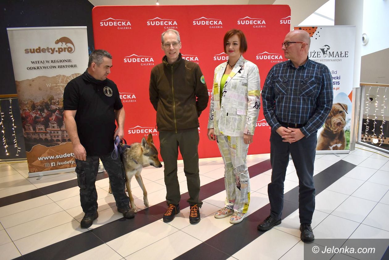 Jelenia Góra: Wilki wracają