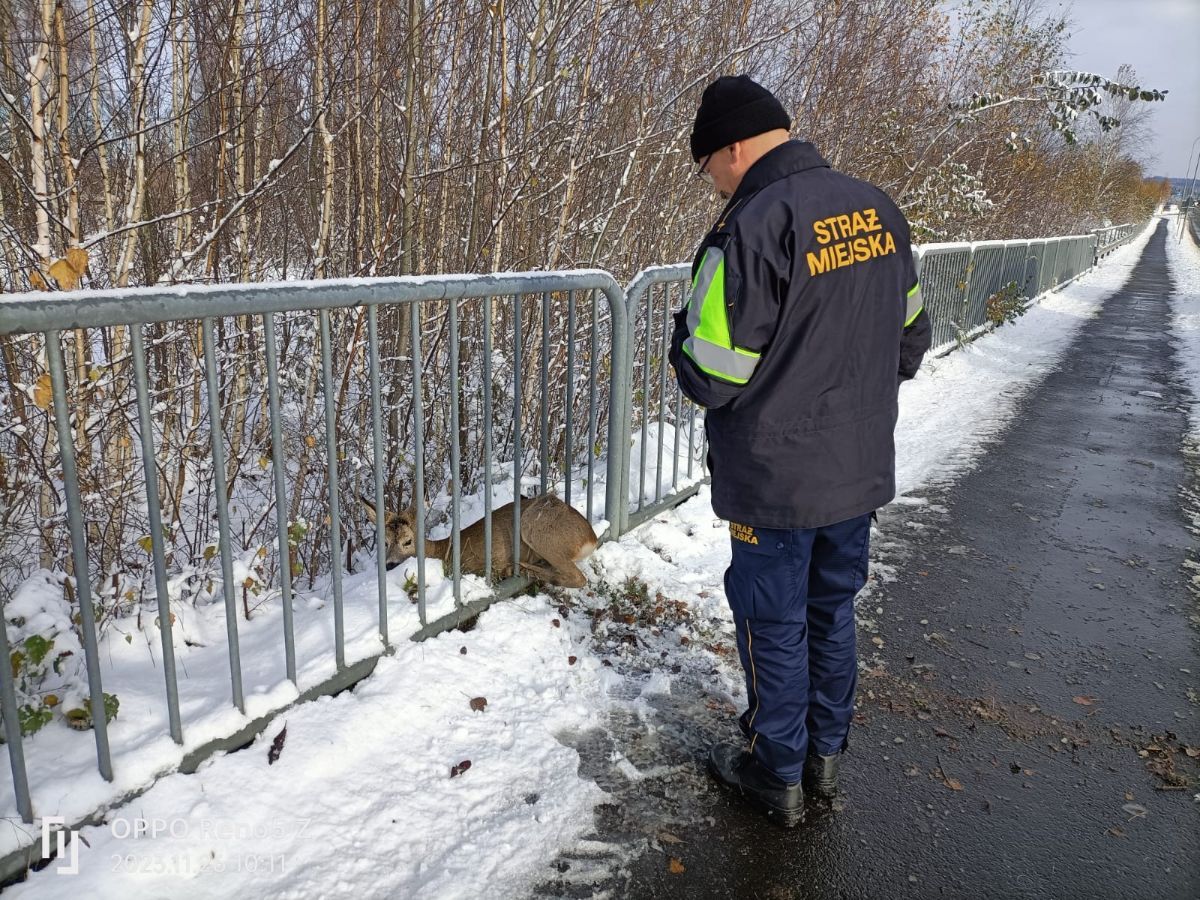 Jelenia Góra: Strażnicy uratowali sarenkę