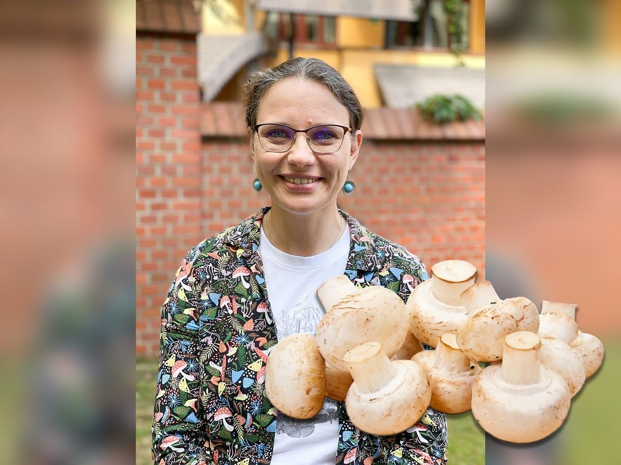 Dolny Śląsk: Jakie grzyby na święta?