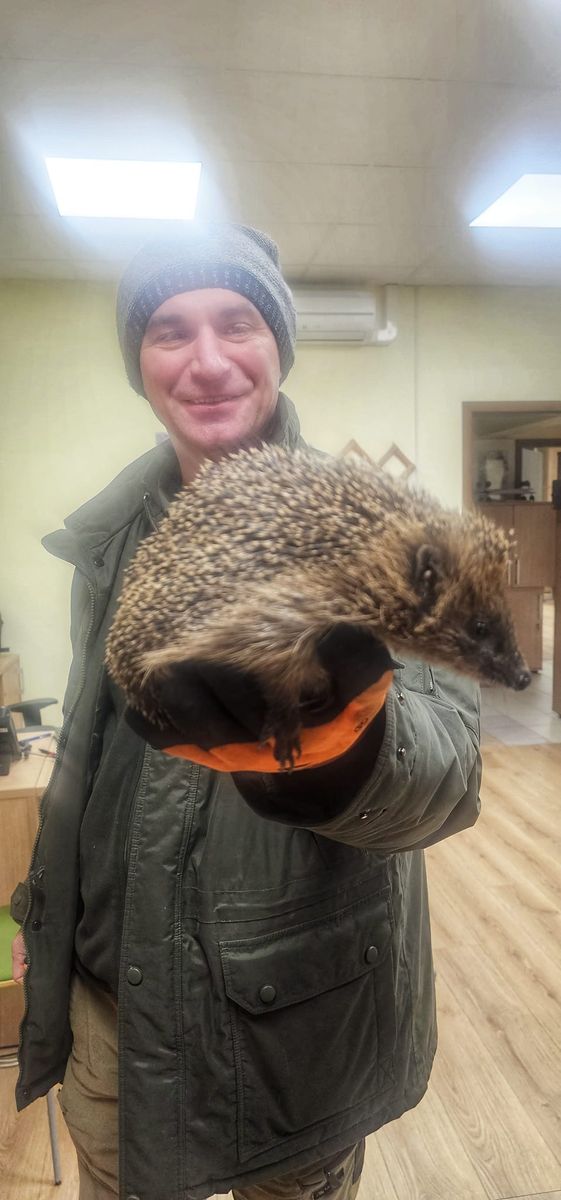 Kowary: Jeż zapukał do nadleśnictwa