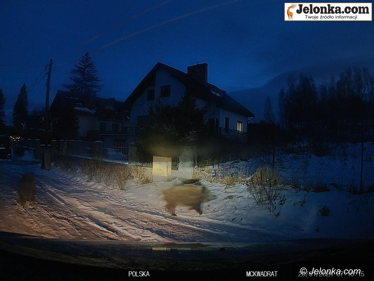 Jelenia Góra: Dziki nie śpią