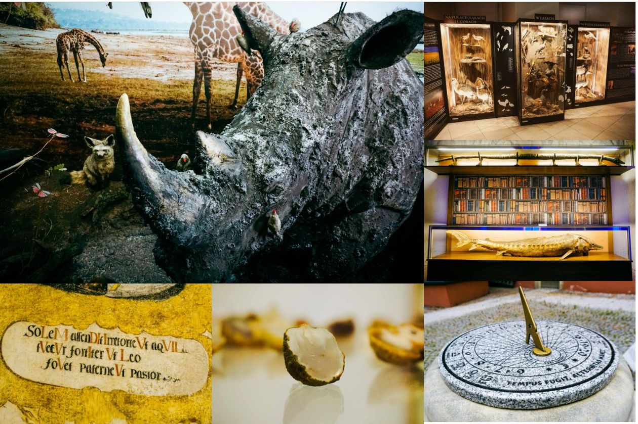 Jelenia Góra: Muzeum Przyrodnicze w Jeleniej Górze