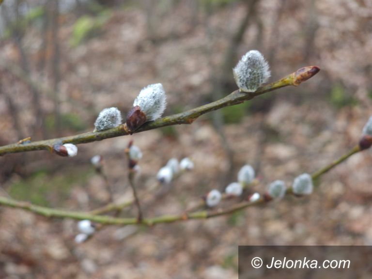 Jelenia Góra: Wiosna w Jeleniej Górze tuż, tuż – bazie już są