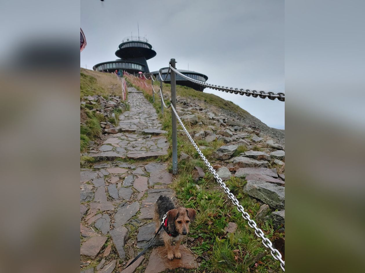 Karkonosze: Jadzia też weszła na Śnieżkę