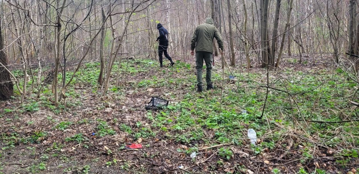 Kowary: Walka z niebezpieczną rośliną