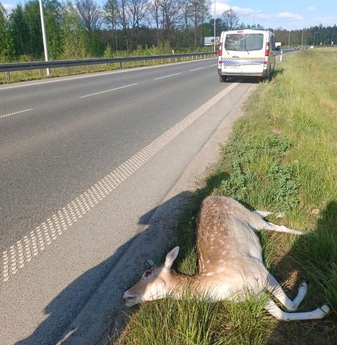 Jelenia Góra: Potrącenia saren na obwodnicy Maciejowej