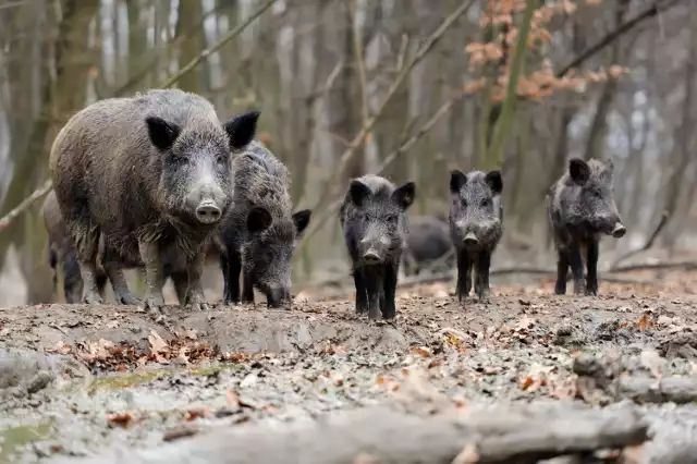 Mysłakowice: Dziki boją się samochodów