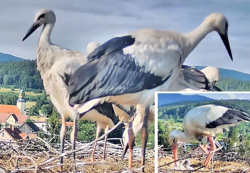 Powiat: Bociany wracają do powiatu karkonoskiego