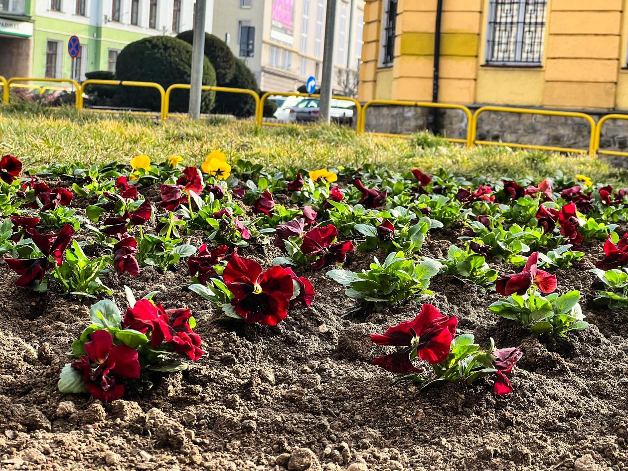 Jelenia Góra: Jelenia Góra kwitnie na wiosnę