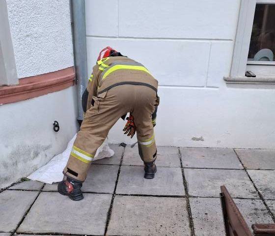 Wojanów: Żmija w pałacowej restauracji