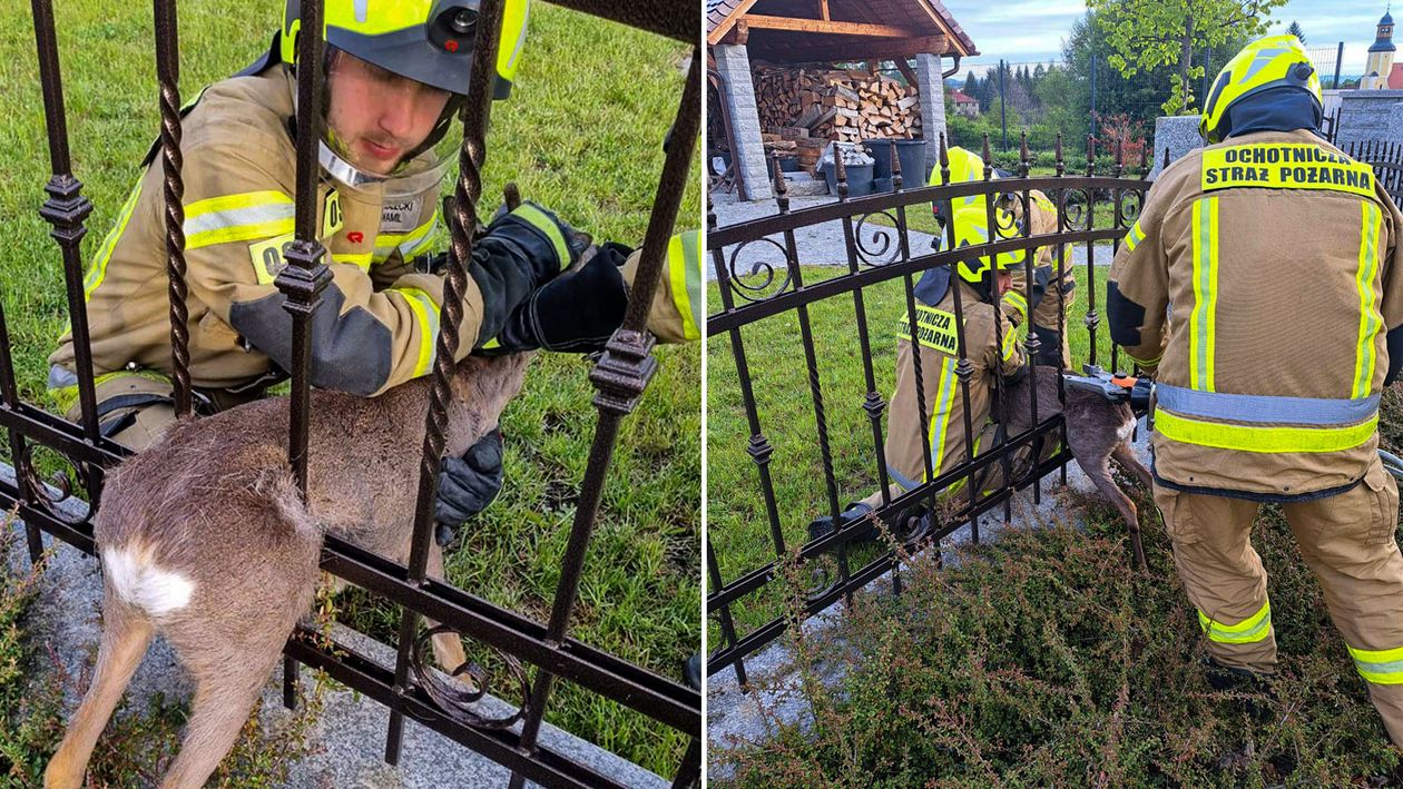 Jelenia Góra: Mały jelonek uwięziony w ogrodzeniu – szybka i skuteczna akcja OSP KSRG Podgórzyn