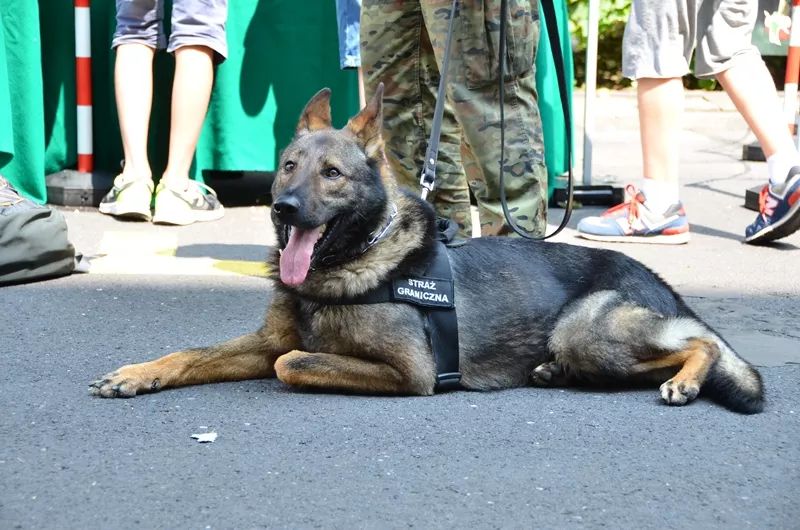 Dolny Śląsk: Pies wywąchał narkotyki