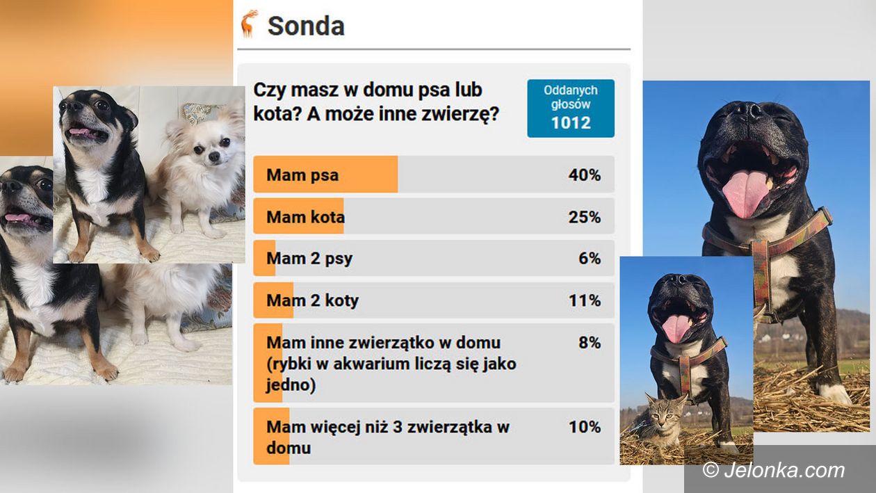 Jelenia Góra: Większość ma pieski lub kotki