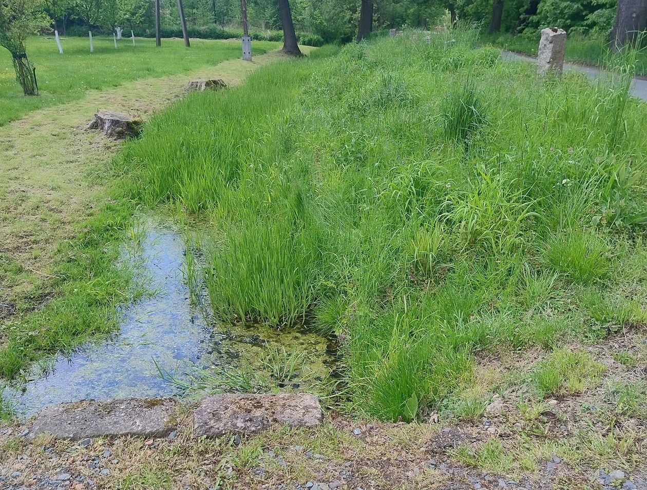 Janowice Wielkie: Udrożnią Młynówkę