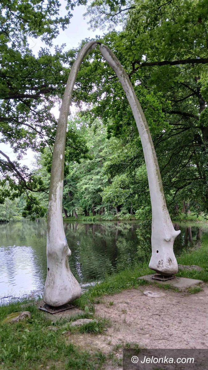 Mysłakowice: Szczęka wieloryba w Mysłakowicach – kaprys pruskiego króla