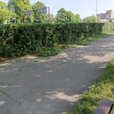 Jelenia Góra: Uwaga na ścinkę po pracach porządkowych