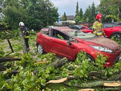 Ford przegrał z drzewem