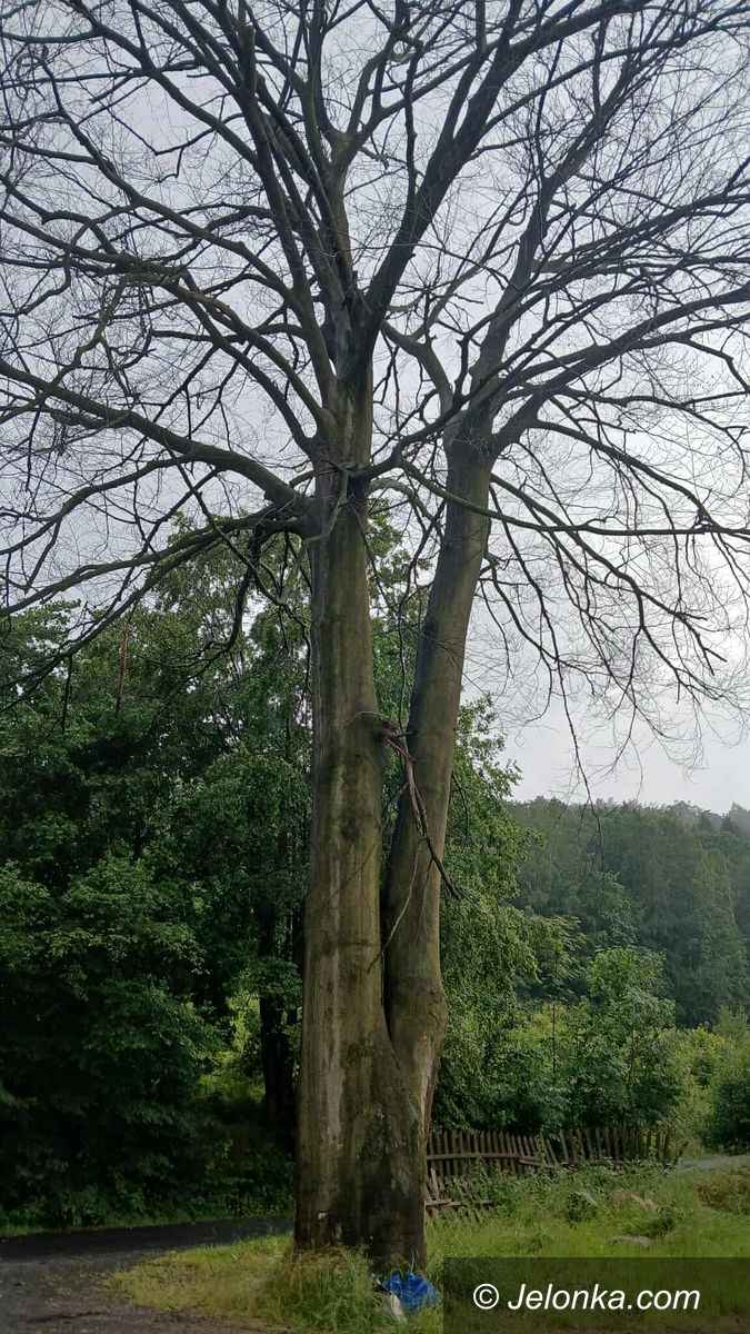 Piechowice: Ratowane wciąż stoi