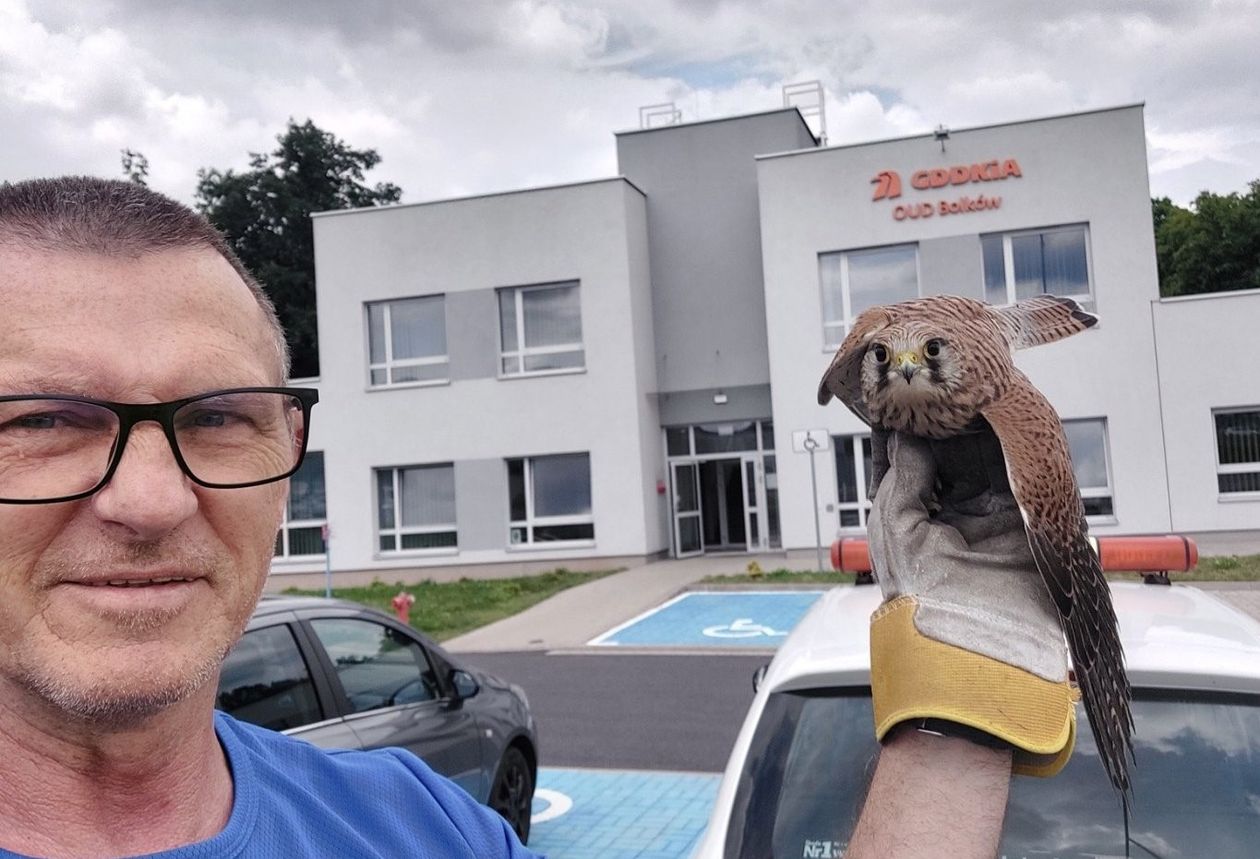 Kamienna Góra: Nie tylko drogi – także ptaki pod opieką