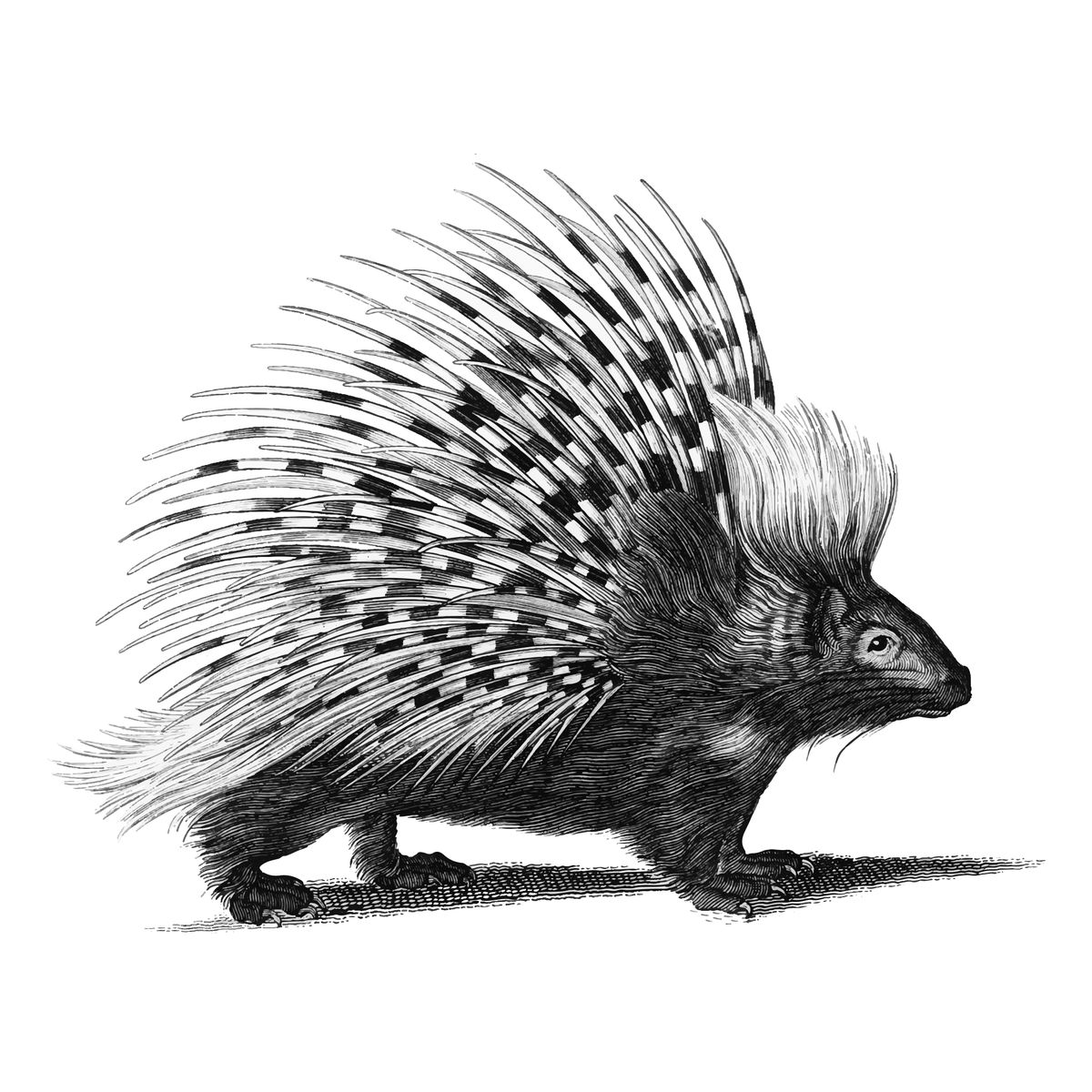 Wrzeszczyn: Złapali jeżozwierza