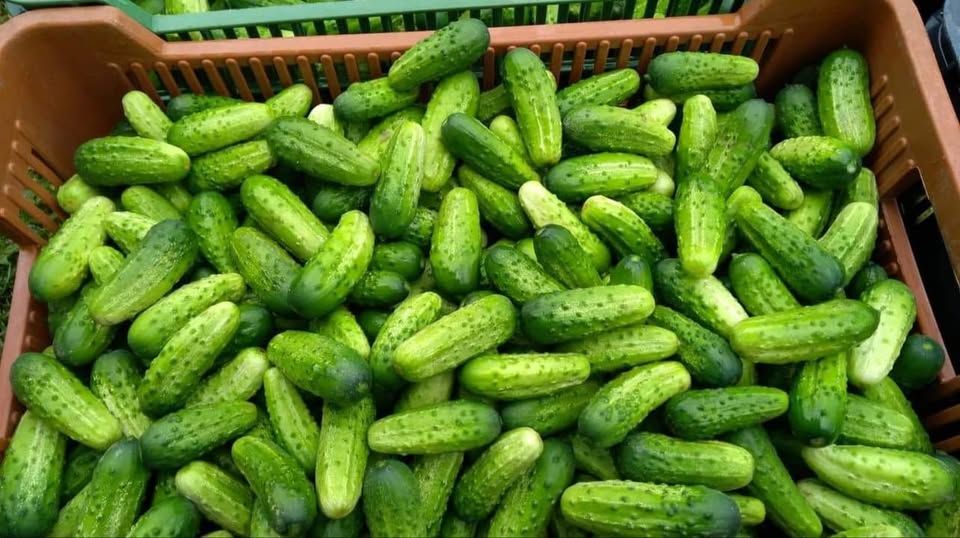 Region: Bo jak owoce i warzywa, to najlepiej z prywatnych gospodarstw