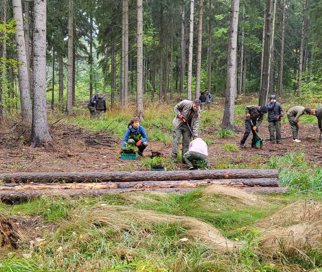 Jelenia Góra: Tysiąc jodeł na Górze Gapy