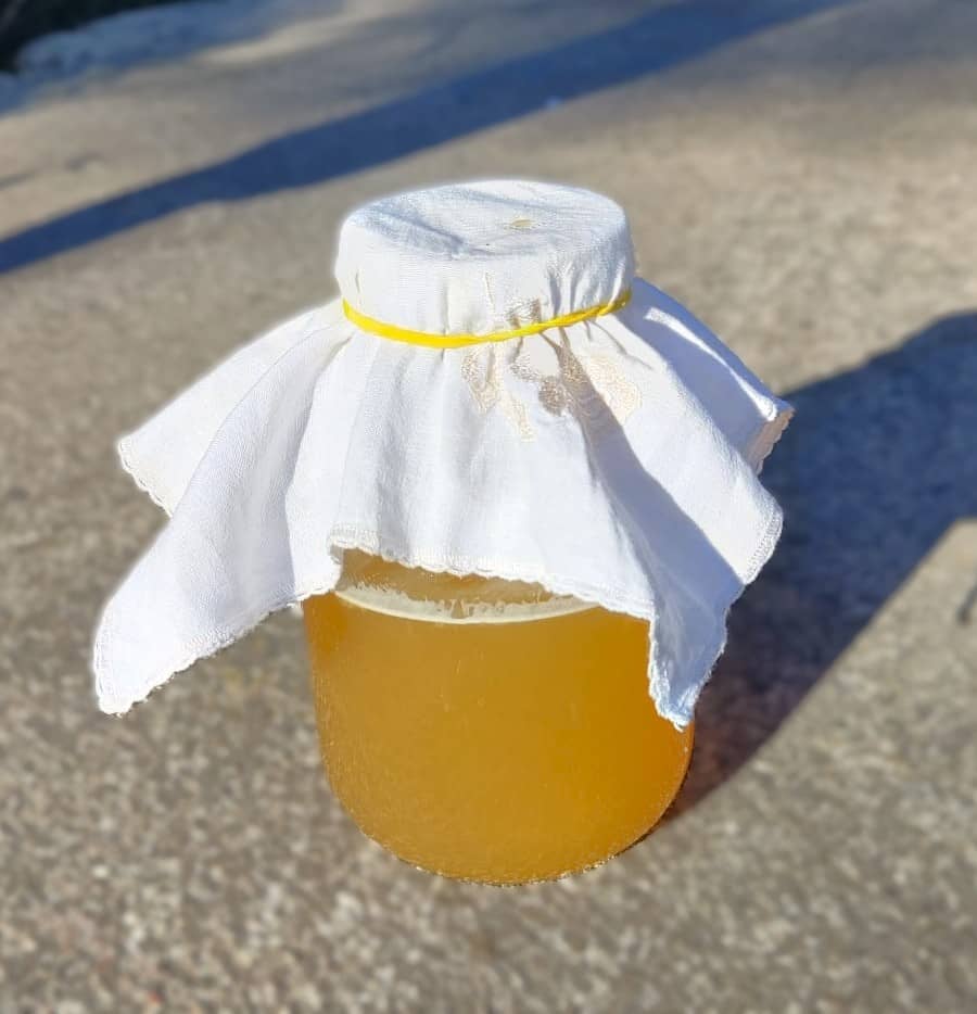 Polska: Kombucha: naturalna bomba probiotyczna
